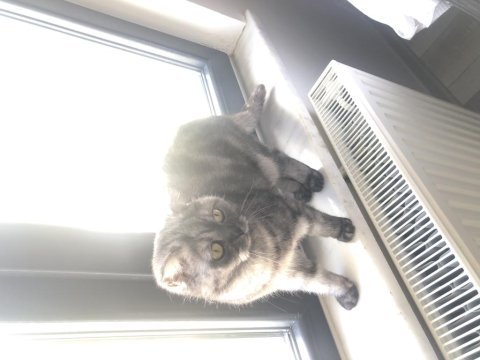 1.5 yaşında kısırlaştırma yapılmamış dişi scottish fold