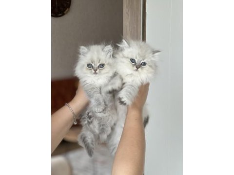 İnsan canlısı british longhair blue  point yavrum