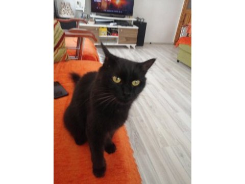 Kedimiz karabaş sahiplendirme