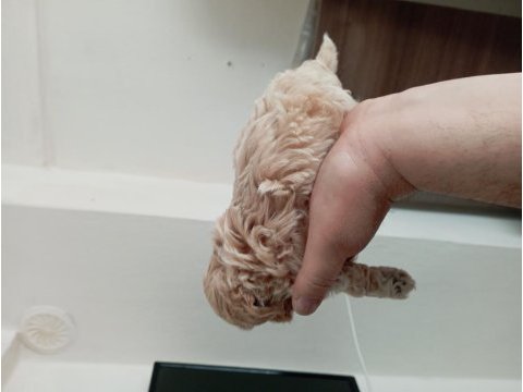 Toy poodle erkek yavrumuz
