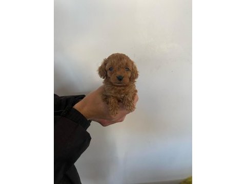 Tatlı toy poodle bebeklerim