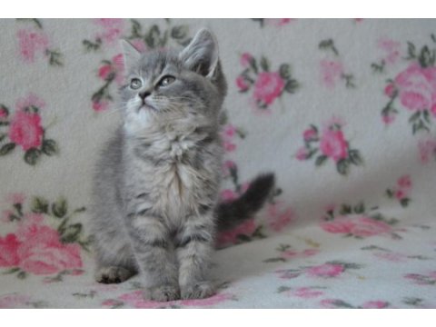 British shorthair yavrular