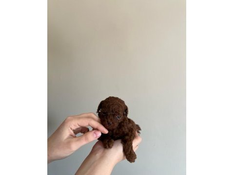 En kaliteli poodle yavruları