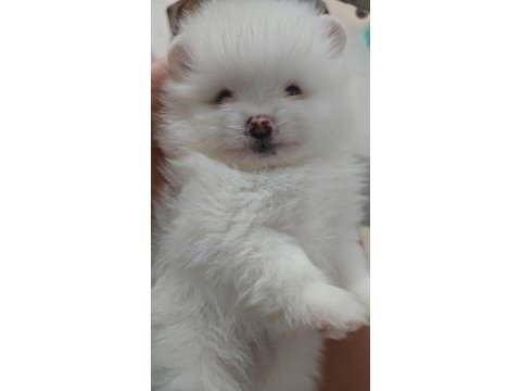 Pomeranian boo bebekler