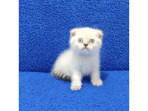 Teslime hazır mükemmel bir scottish fold
