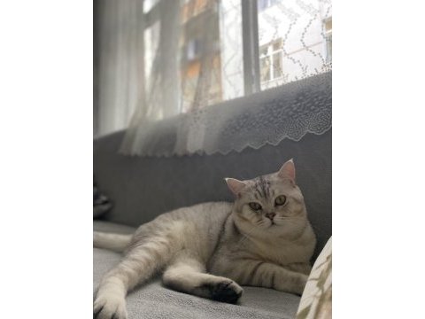 1.5 yaşında british shorthair silver erkek