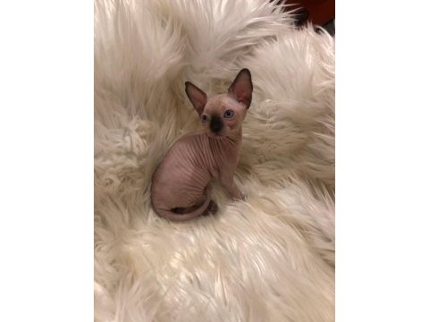 0 tüy colorful sphynx bebekler