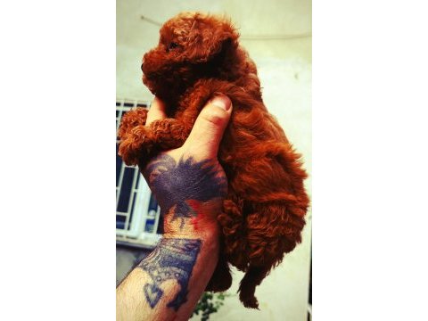 Toy poodle red brown dişi