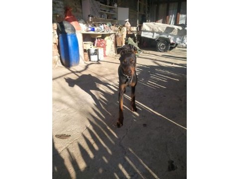 Erkek dişi doberman