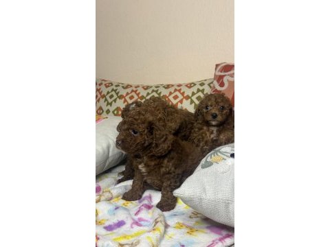 Tea cup toy poodle