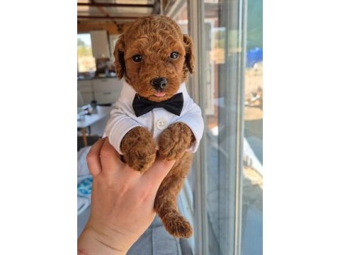 Kucuk sevımlı mınık köpekler