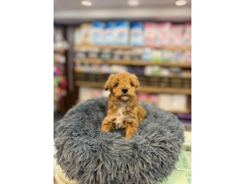Orjinal babyface maltipoo bebeklerimiz