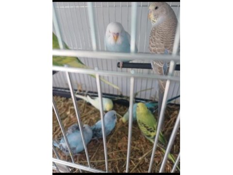 Muhabbet kuşu yavru veya yetişkin