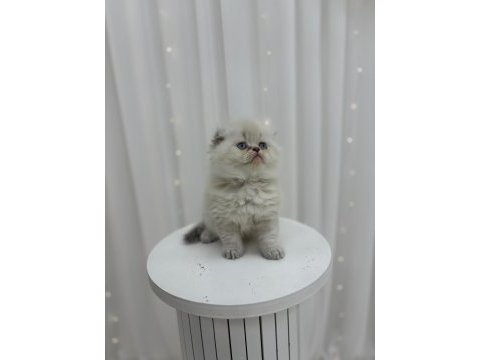 Irk ve sağlık garantili scottish fold kediler