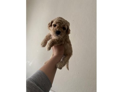 Toy poodle köpeği 40 günlük