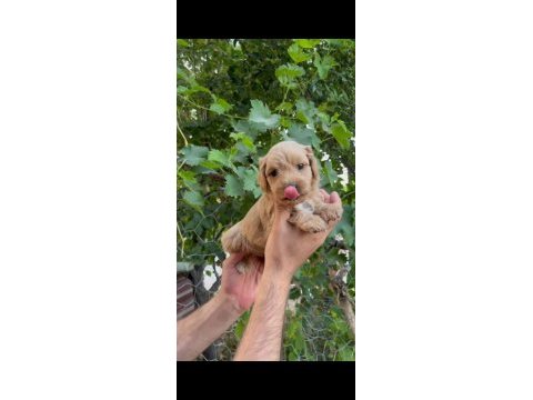 Mükemmel güzellikte maltipoo bebekler