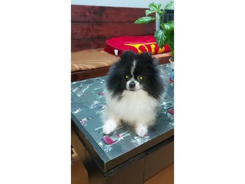 Pomeranian boo