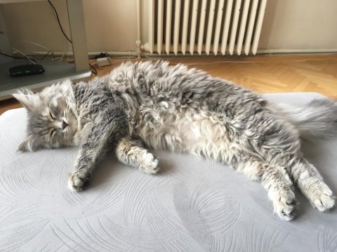 Kuki 3 yaşında dişi british longhair