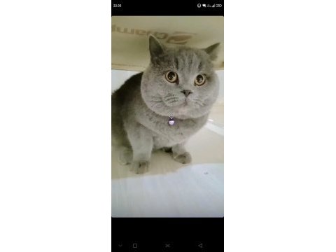 British shorthair boncuk yeni yuvasını arıyor