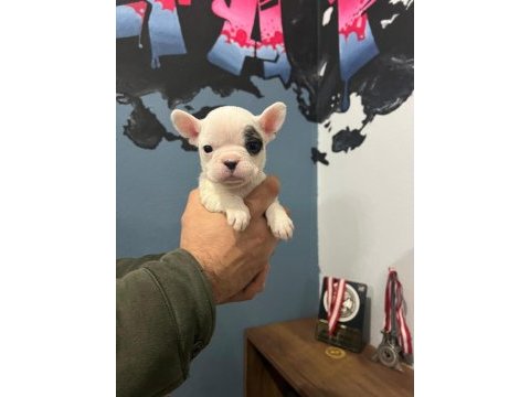 Safkan french bulldog yavrularımız 45 günlük