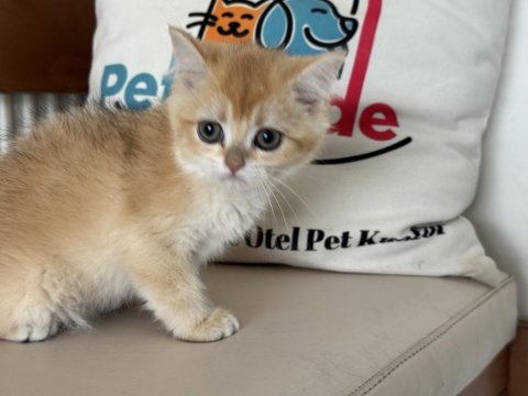 En güzel ny12 golden british shorthair yavrularımız