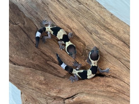 Yavru aft geckolar