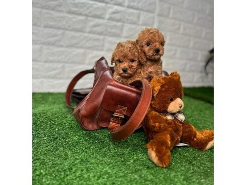 Toy poodle puppy sağlık ırk garantili