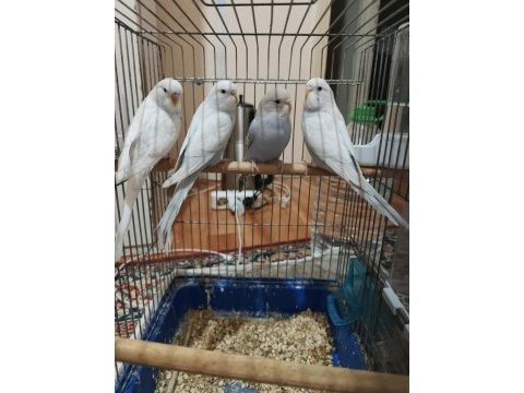 Sağlıklı muhabbet kuşları ister toplu ister tek tek