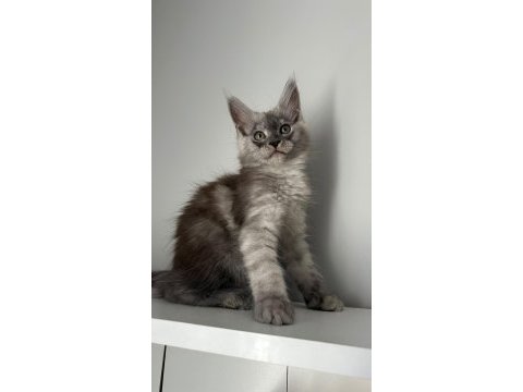 Sağlık ve ırk garantili minik maine coon devler