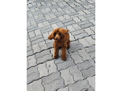 Sağlıklı toy poodle 9 aylık