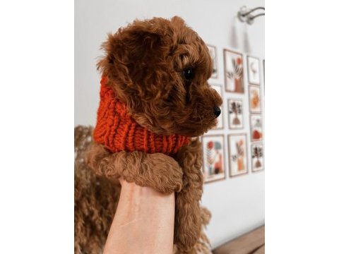 Ailesine gitmeyi bekleyen bir poodle bebek