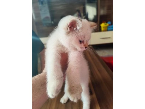 60 günlük british shorthair blue point