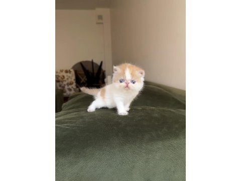 Tek erkek snoopy exotic shorthair bebek
