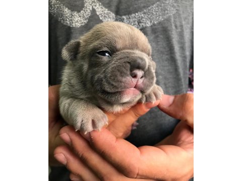 French bulldog dişi