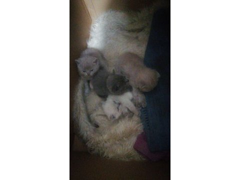 Scottish fold yavru antalya yeni