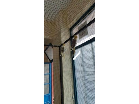 Kocaeli gölcük sultan papağanı