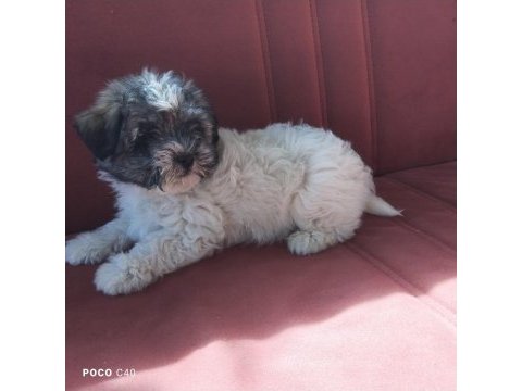 Terrier yavru