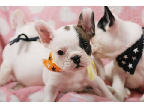 French bulldog yavruları