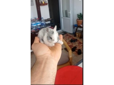 Cüce tavşan (nedherland dwarf)
