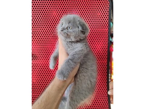 A kalite dişi erkek top kafa scottish fold yavrularımız