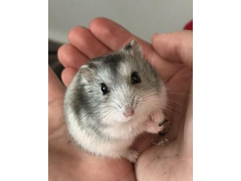 Hamster gonzales yavrularımız heryere gönderim