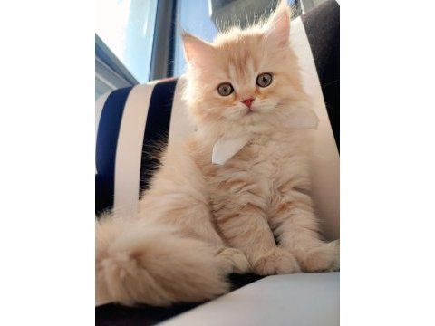 Son british longhair bebeklerim ailesini arıyor