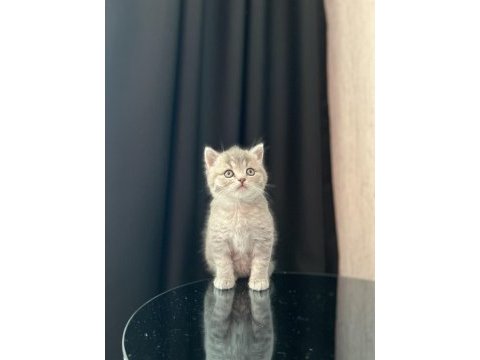 Sevimli brıtısh shorthair yavrularım 