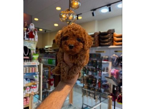 Irk ve sağlık garantili kore toy poodle yavrularımız