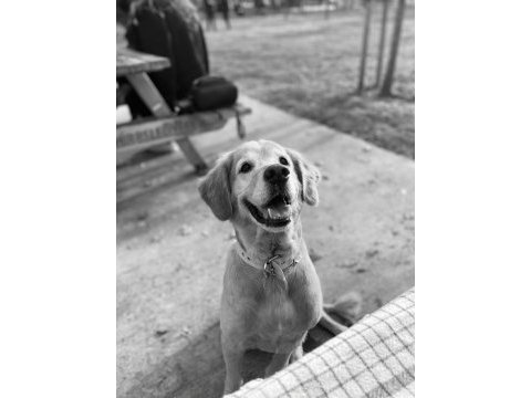 Tamamen ücretsiz sahiplendirme golden retriever