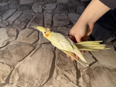 El besleme sultan papağanı acil vermem gerekiyor