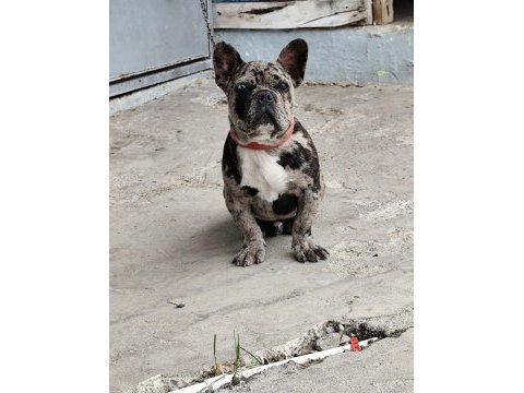 Erkek 1.5 yaşında french bulldog