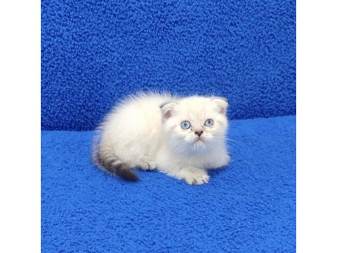 Scottish fold mavi boncuk buyrun 
