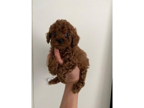 Toy poodle canlar orijinal ev doğumlu