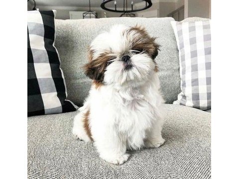 Shih tzu yavrularım hazır
